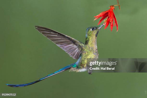 violet-tailed slyph hummingbird male feeding on flower - male flower stock pictures, royalty-free photos & images