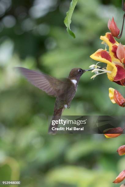 brown inca hummingbird male feeding on flower - male flower stock pictures, royalty-free photos & images