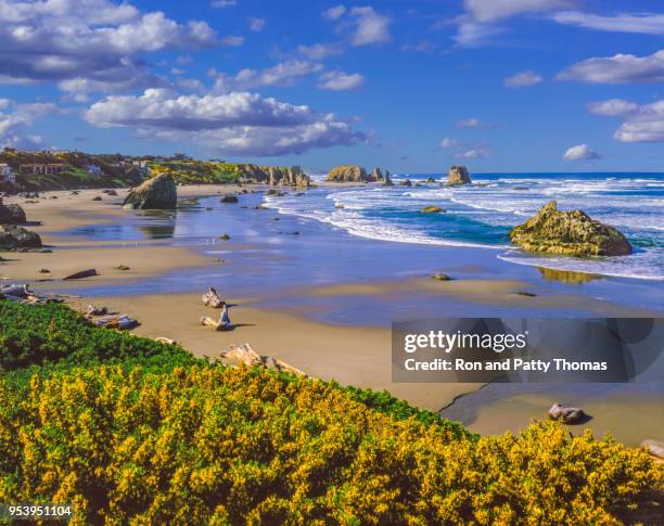scotch broom flores ao longo da costa rochosa de bandon beach, oregon - rocky coastline - fotografias e filmes do acervo