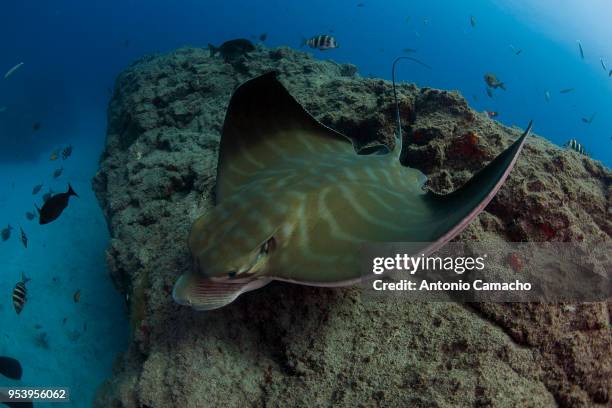 Bald Ray Bull Ray Photos and Premium High Res Pictures - Getty Images