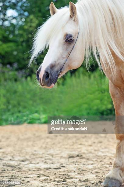 portrait of palomino welsh cob  pony  stallion - welsh pony stock pictures, royalty-free photos & images
