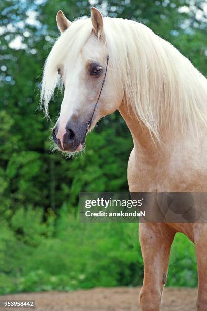 portrait of palomino welsh cob  pony - welsh pony stockfoto's en -beelden