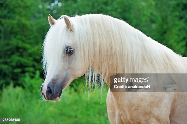 portrait of palomino welsh cob  pony - welsh pony stock pictures, royalty-free photos & images