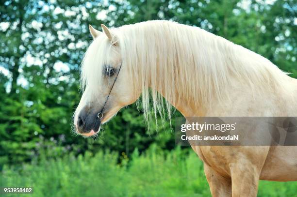 portrait of palomino welsh cob  pony  stallion - welsh pony stock pictures, royalty-free photos & images