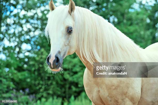 portrait of palomino welsh cob  pony - welsh pony stock pictures, royalty-free photos & images