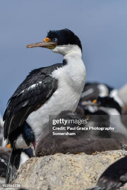 king cormorant, imperial cormorant. phalacrocorax atricepts albiventer - ilha dos leões marinhos ilhas malvinas imagens e fotografias de stock
