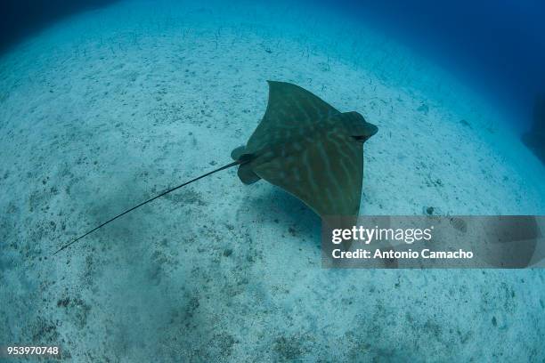 Bull Ray Photos and Premium High Res Pictures - Getty Images