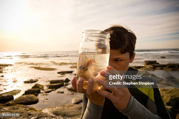 boy studies octopus in jar at tide pools - science exploration stock pictures, royalty-free photos & images
