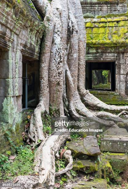 Crocodile tree at ruined Ta Prohm jungle temple in Angkor, Cambodia.