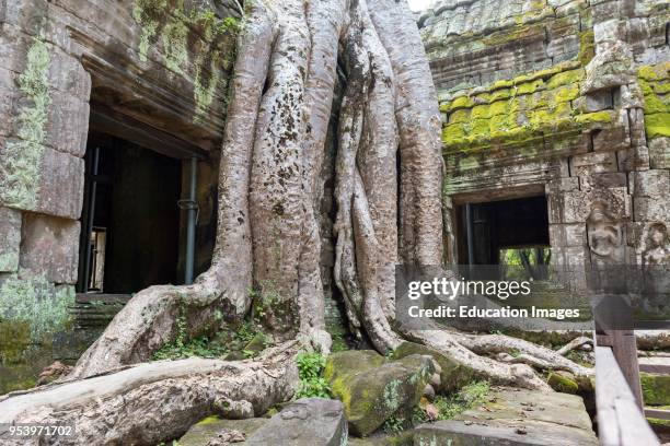 Spung tree on ruins of Ta Prohm jungle temple in Angkor, Cambodia.