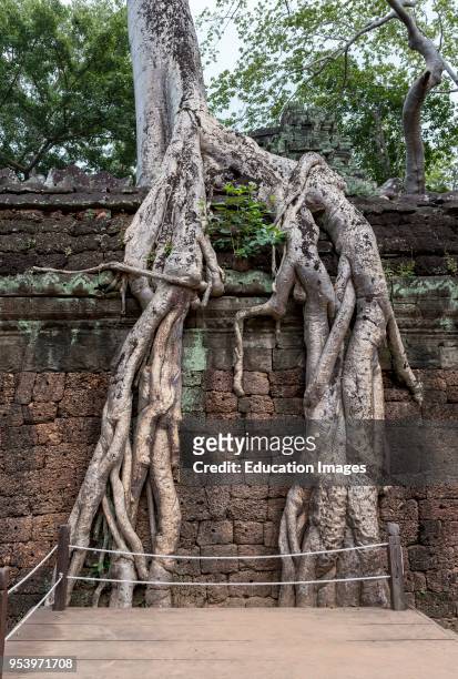 Roots of spung tree at the second enclosure of Ta Prohm jungle Temple in Angkor, Cambodia.