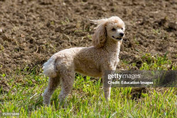 Apricot colored toy Poodle standing in a field in Kentucky USA.