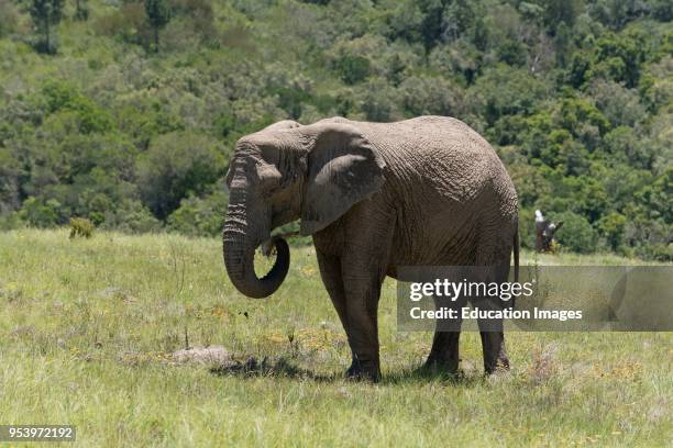 Knysna Western Cape South Africa, Young male elephant feeding on grass.