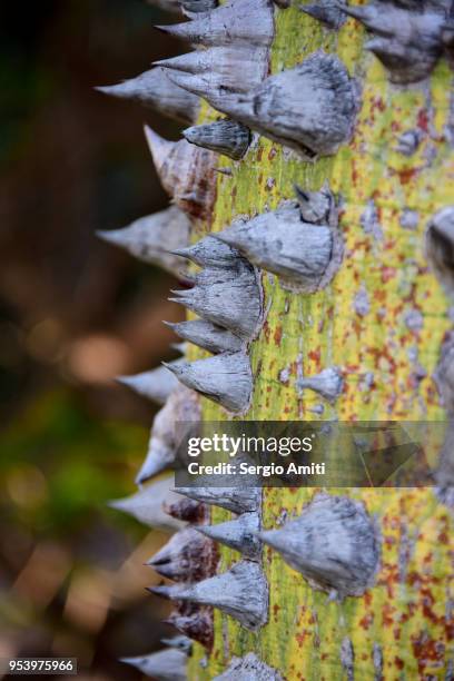 silk floss tree - ceiba speciosa stock pictures, royalty-free photos & images