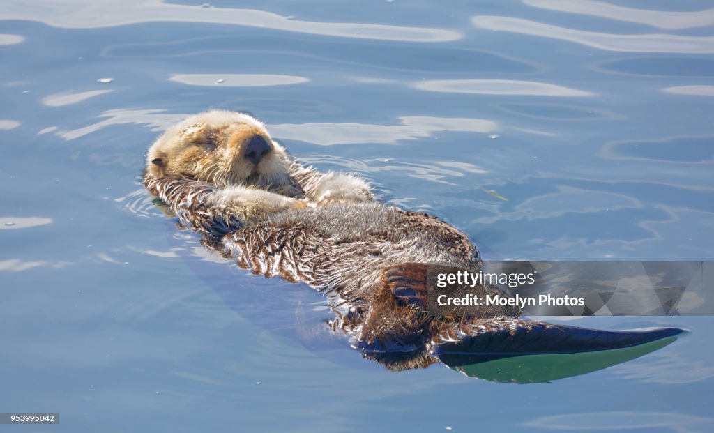 Sea Otter Relaxing on its Back