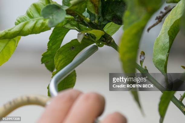Agricultural inspectors use a suction tube to capture the deadly Asian Citrus Psyllid from a citrus tree on a residential property, April 18, 2018 in...