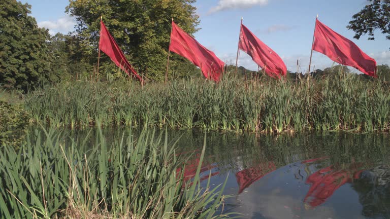 Flag Reeds Marsh Cattails Videos and HD Footage - Getty Images