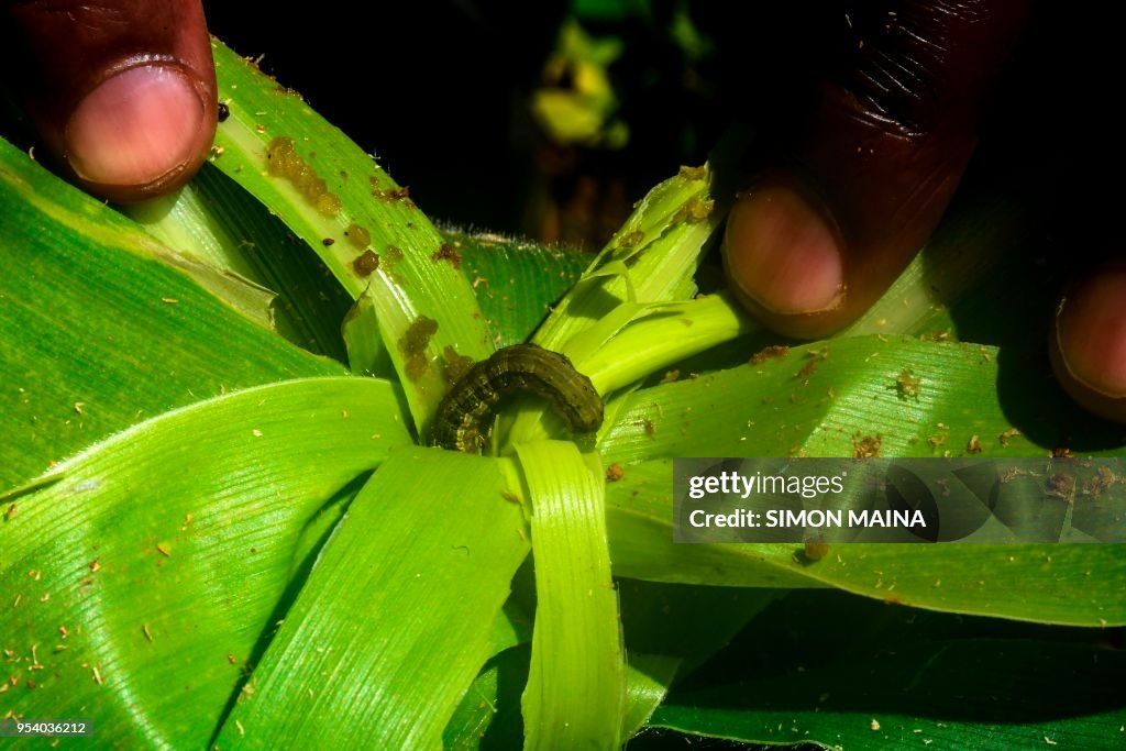 KENYA-AGRICULTURE-ENVIRONMENT-FALL ARMYWORM