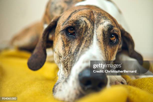 big dog laying on blanket - great dane inside stock pictures, royalty-free photos & images