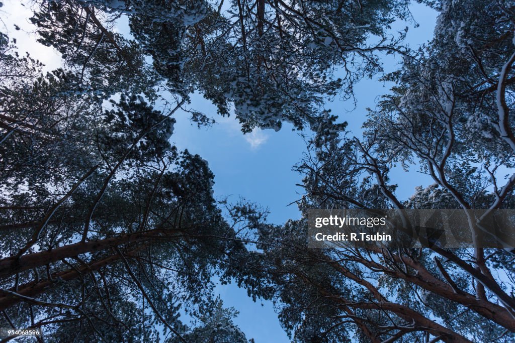 Spruce Tree Forest Covered by Snow in Winter Landscape