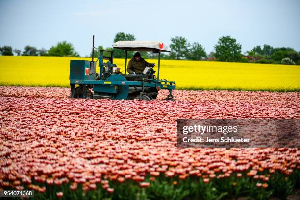 Special machine cultivates a large tulip field to separate the blossoms from the rest of the plant on May 2, 2018 in Magdeburg, Germany. The tulip...