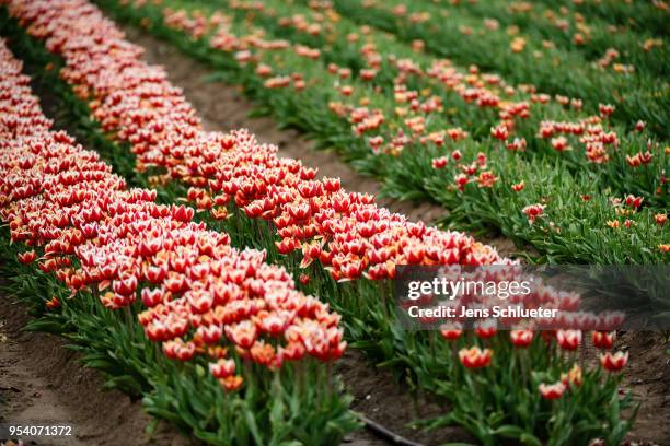 Large tulip field seen on May 2, 2018 in Magdeburg, Germany. The tulip bulbs are cleared and processed during the months of July and August. The...