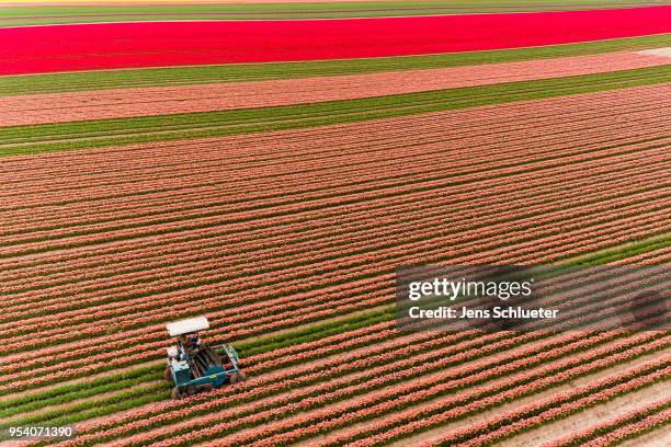 In this aerial photo, a special machine cultivates a large tulip field to separate the blossoms from the rest of the plant on May 2, 2018 in...