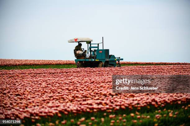 Large tulip field seen on May 2, 2018 in Magdeburg, Germany. The tulip bulbs are cleared and processed during the months of July and August. The...