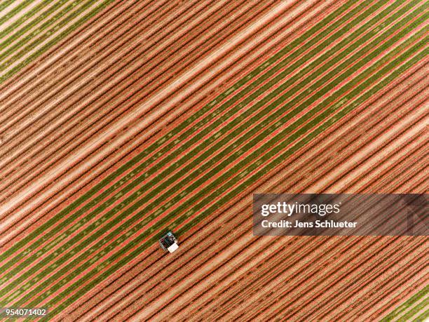 In this aerial photo, a special machine cultivates a large tulip field to separate the blossoms from the rest of the plant on May 2, 2018 in...