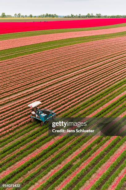 In this aerial photo, a special machine cultivates a large tulip field to separate the blossoms from the rest of the plant on May 2, 2018 in...