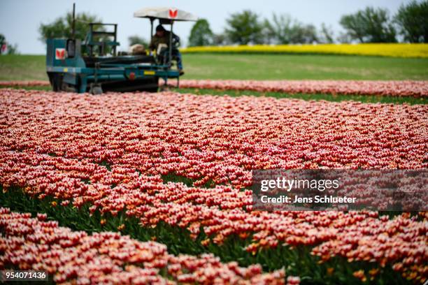 Large tulip field seen on May 2, 2018 in Magdeburg, Germany. The tulip bulbs are cleared and processed during the months of July and August. The...