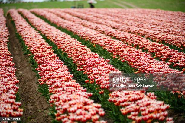 Special machine cultivates a large tulip field to separate the blossoms from the rest of the plant on May 2, 2018 in Magdeburg, Germany. The tulip...