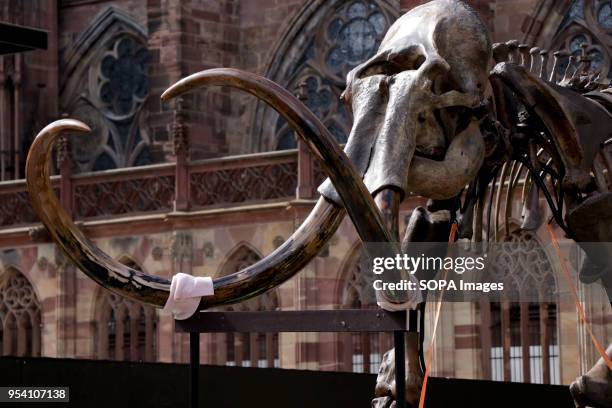 Closer look at Jacques Rivals installation 'Mammuthus Volantes' seen being placed next to the water fountains in Cathedral Square in Strasbourg...