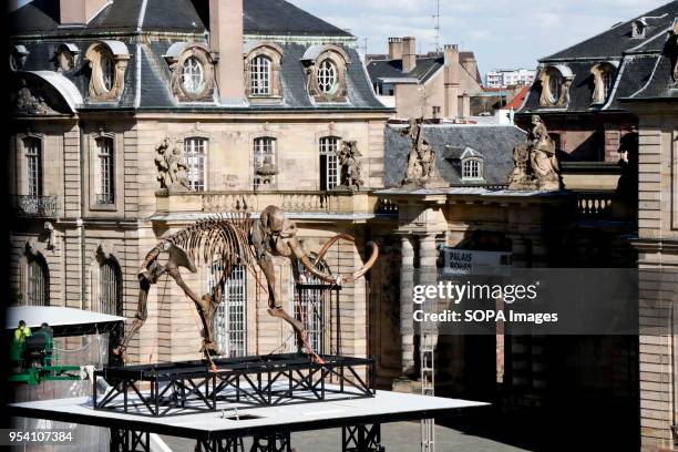 Jacques Rivals installation 'Mammuthus Volantes' seen being placed next to the water fountains in Cathedral Square in Strasbourg during the...