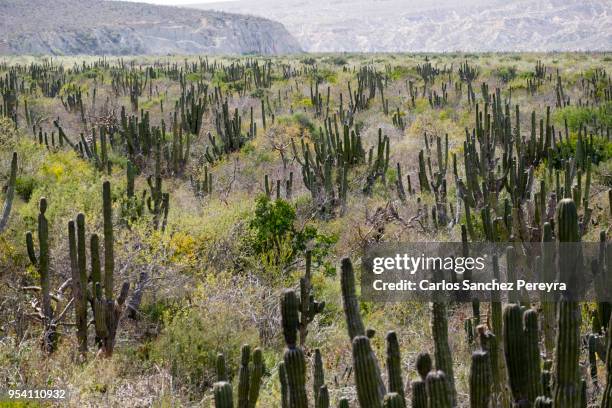 landscape in the north of mexico - メキシコ　サボテン ストックフォトと画像