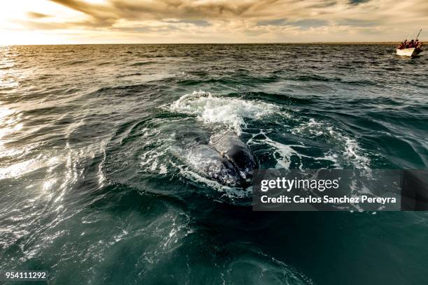 grey whale in mexico - adolfo lopez mateos stock pictures, royalty-free photos & images