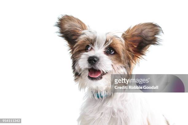headshot of a papillon puppy looking at the camera against a white background. - purebred dog stock pictures, royalty-free photos & images