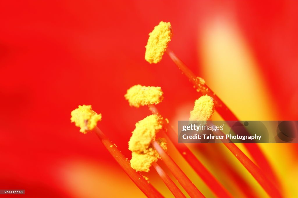 Red flower stamen