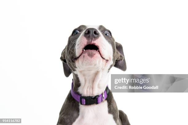 headshot of a staffordshire bull terrier puppy looking at the camera against a white background. - staffordshire bull terrier bildbanksfoton och bilder