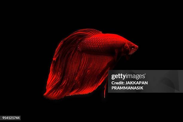 betta fish - jakkapan prammanasik stock-fotos und bilder