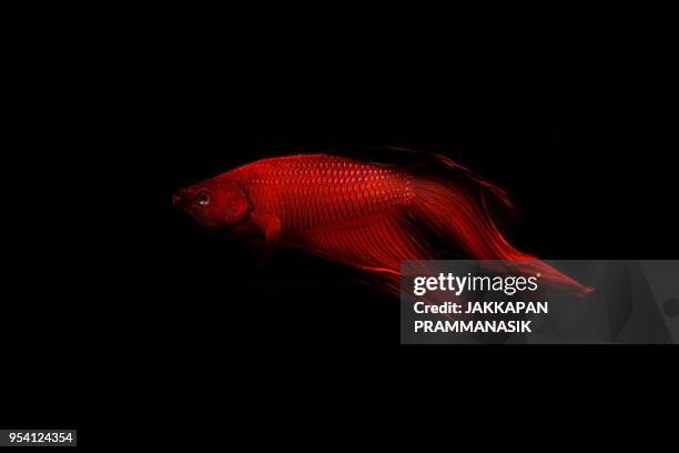 betta fish - jakkapan prammanasik stock-fotos und bilder