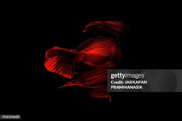 betta fish - jakkapan prammanasik stock-fotos und bilder