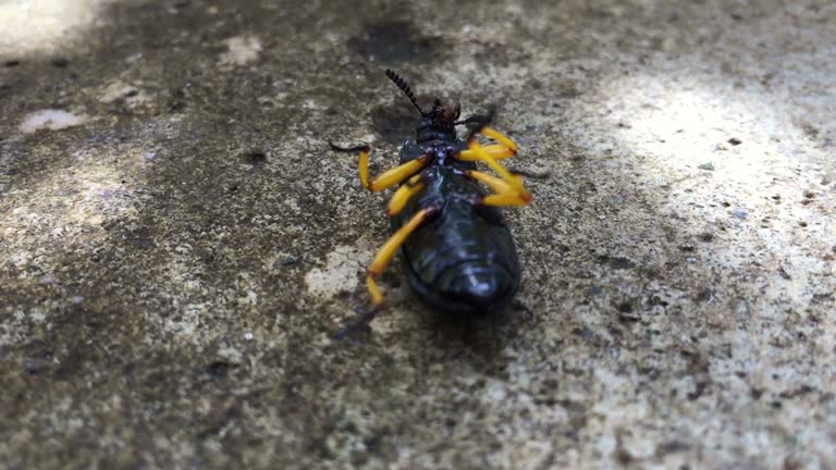 Hunched Over Insect 870 Ugly Insect Stock Videos, Footage, & 4K Video Clips - Getty Images