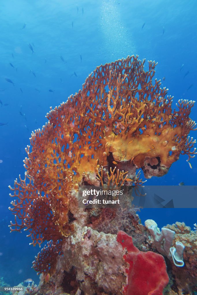 Fire Coral (Millepora Alcicornis) in Red Sea