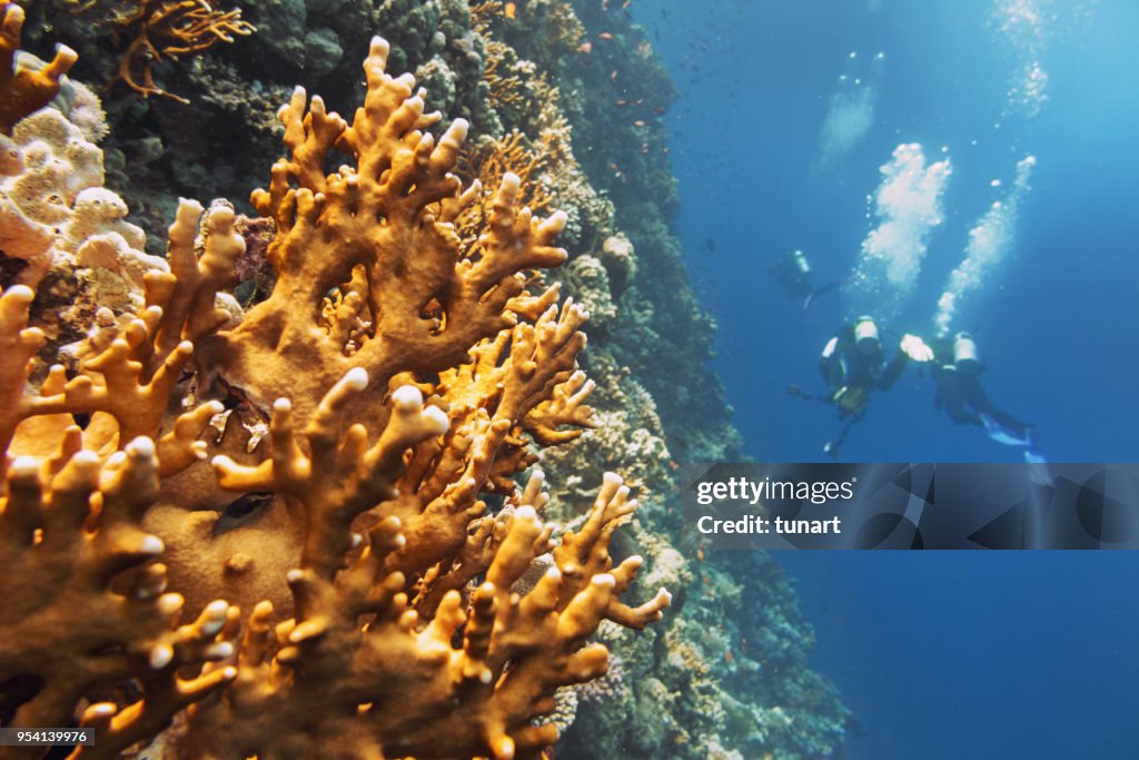 Fire Coral (Millepora Alcicornis) in Red Sea
