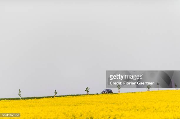 Car drives along a street between fields of rape on April 29, 2018 in Kunnersdorf, Germany.