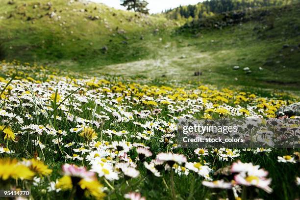 valley - alm stock-fotos und bilder