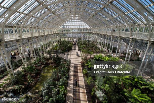 Horticulturalist, Emma Love, waters plants inside the newly renovated Temperate House as it reopens to the public at Kew Gardens on May 3, 2018 in...