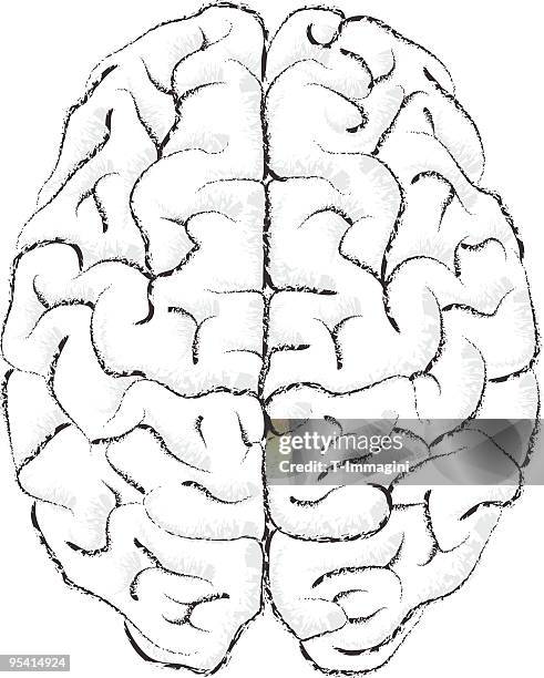 brain stroke - sensory impulse stock illustrations