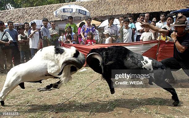 Two rams clashing their heads during a traditional ram fighting session held at an open air annual flora and fauna exposition in downtown Jakarta, 11...
